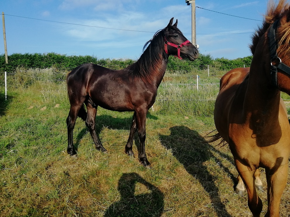 vente de trotteur réformé