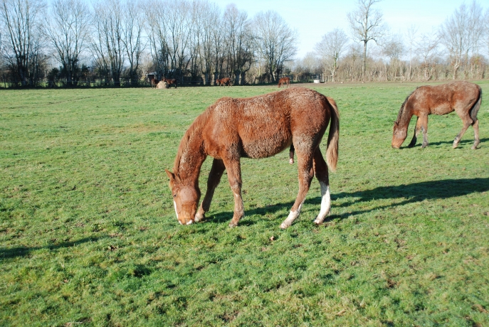 haras trotteur a vendre