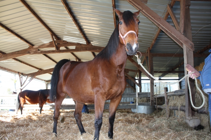 Haras trotteur on sale a vendre