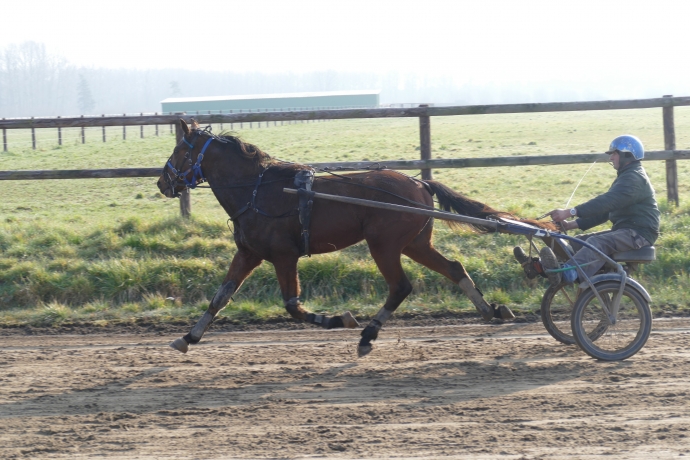 chevaux trotteurs qualifiés