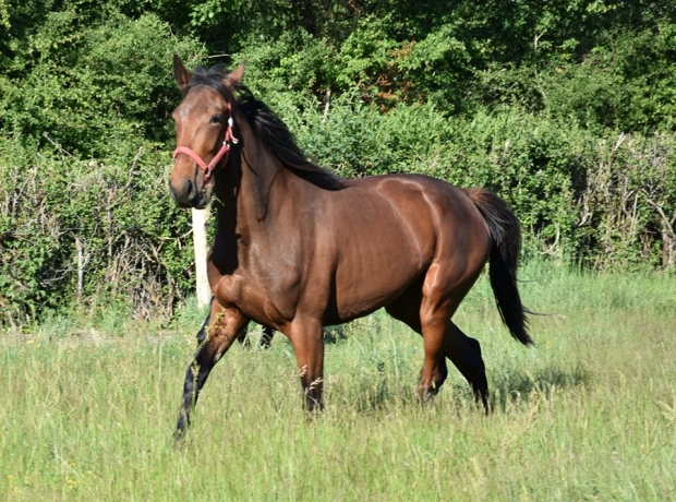 trotteur de reforme à vendre