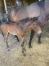 Foal-2024-1