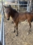 Foal-2024-0