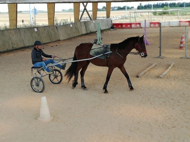 Debourrage-ethologique-a-prix-forfaitaire-1