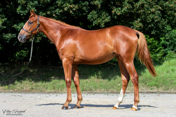 vente-yearlings-nes-en-2023-trotteurs-francais