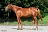 vente-yearlings-nes-en-2023-trotteurs-francais-1