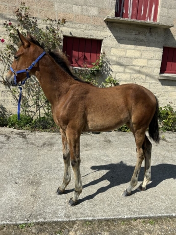 Foal-Opale-du-coignet