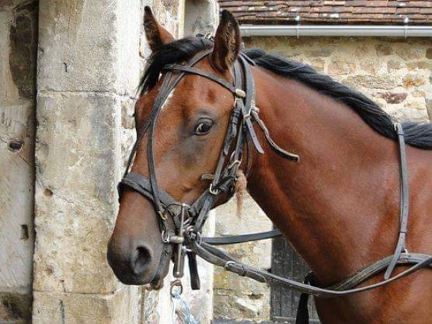 Pension-chevaux-poulains