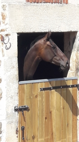 Pension-chevaux-poulains-0