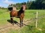 Joli-yearling-male-1