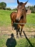 Joli-yearling-male-0