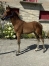 Foal--Opale-du-Coignet-5