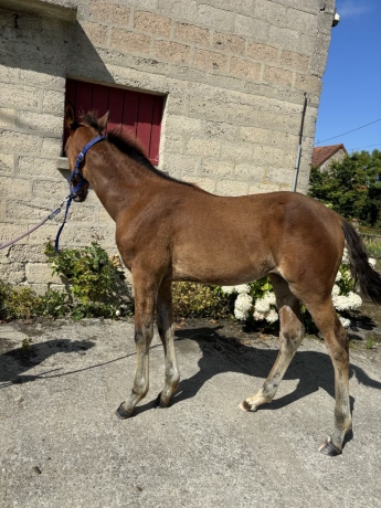 Foal--Opale-du-Coignet-4