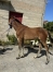 Foal--Opale-du-Coignet-4