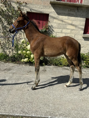 Foal--Opale-du-Coignet-3