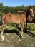 Foal--Opale-du-Coignet-1