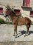 Foal--Opale-du-Coignet-0