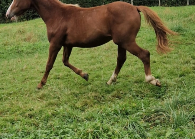 Parts-sur-plusieurs-poulains-prets-a-courir-0