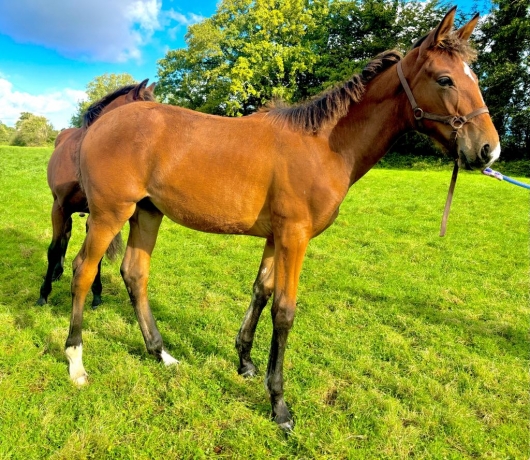 Opale-du-coignet-foal-1