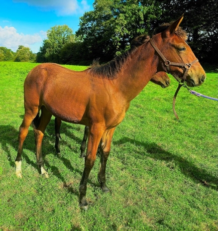 Opale-du-coignet-foal-0