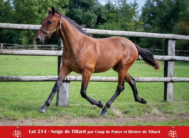 Neige-de-tillard-(Coup-de-Poker-mere-Hello-Jo)-2