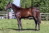 Vends-yearling-femelle-NOUBA-J-ADORE-0