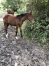 Foal-2024-1