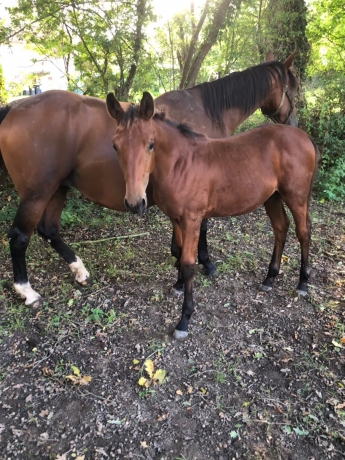 Pouliniere-et-son-foal-1