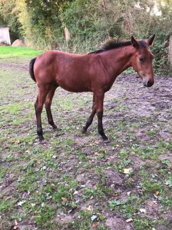 Pouliniere-et-son-foal-0