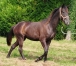 Vends-foal-male-ne-en-2023-1