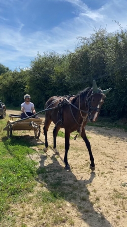 Recherche-profils-de-chevaux-1