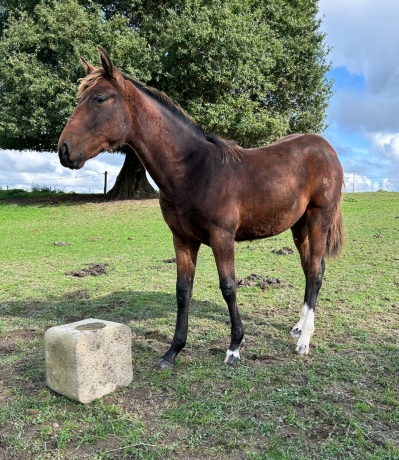 Vente-foal-male-1