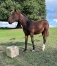 Vente-foal-male-1