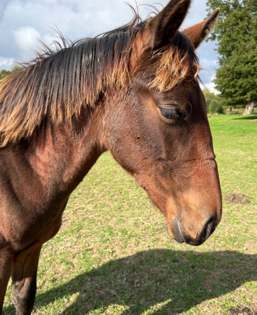 Vente-foal-male-0