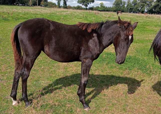 A-vendre-belle-pouliche-O-au-sevrage