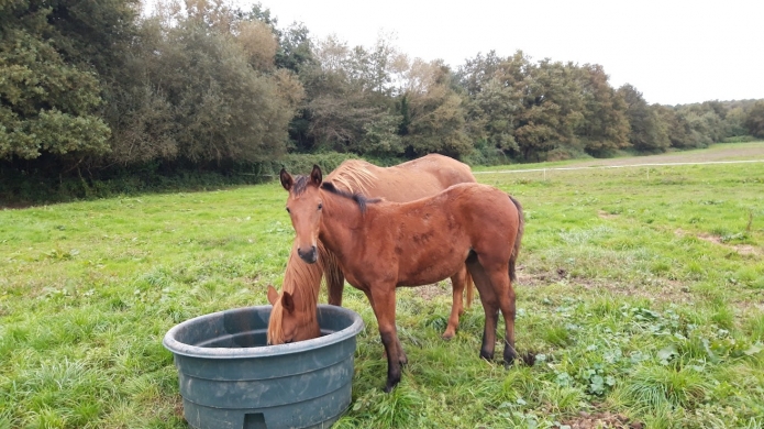 Foal-2024-par-Golden-Bridge-0