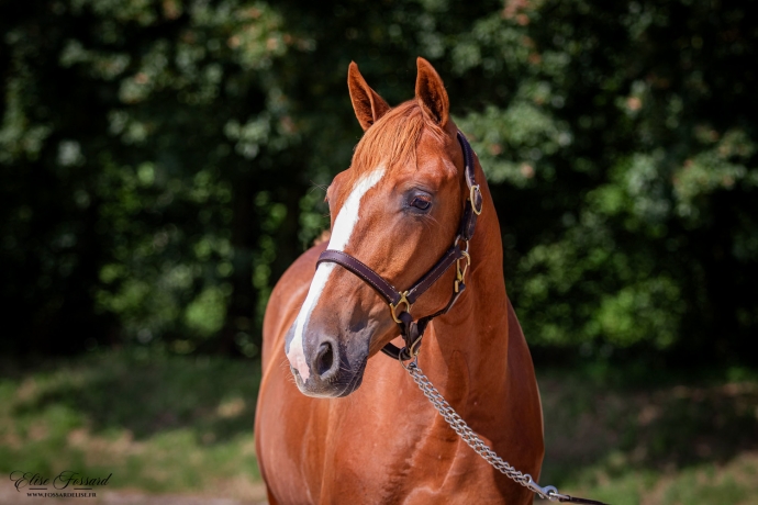 vente-yearlings-nes-en-2023-trotteurs-francais-1