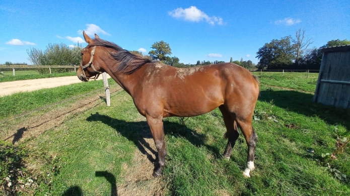 Pouliche-2-ans-sortant-de-l-entrainement-1