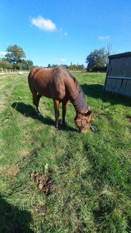 Pouliche-2-ans-sortant-de-l-entrainement