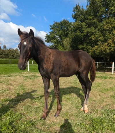 Foal-proche-famille-Hasard--Jutonniere-et-Kaviase