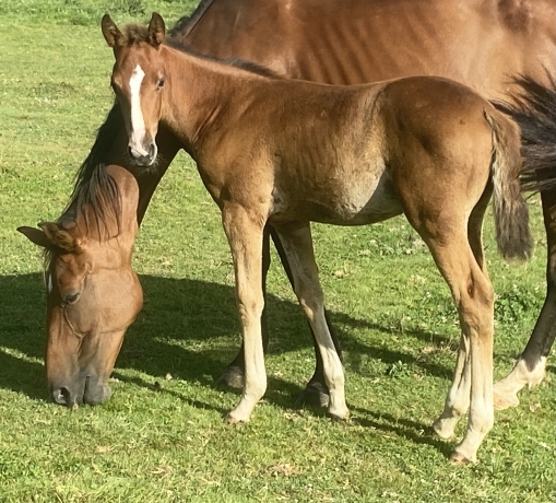 Foal-male-par-fado-du-chene