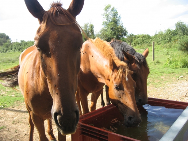 chevaux-au-repos-pension-pre-5