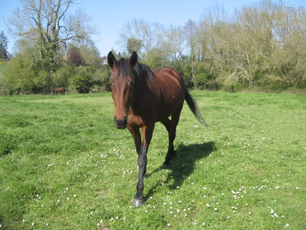 chevaux-au-repos-pension-pre-4