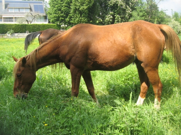 chevaux-au-repos-pension-pre-3