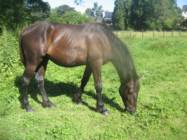 chevaux-au-repos-pension-pre-0