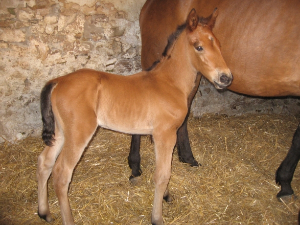 chevaux-au-repos-pension-pre-0