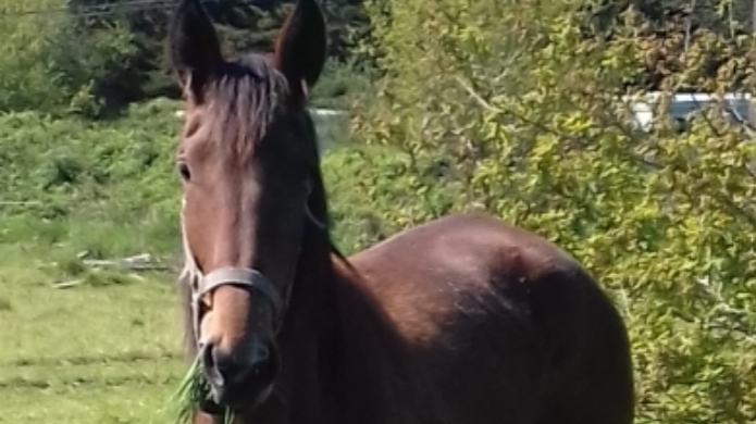 RECHERCHE-CHEVAUX-EN-LOCATION