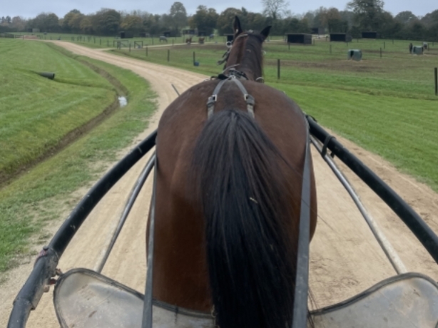 Chevaux-Debourrage-Pre-entrainement-1