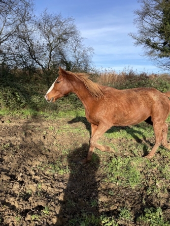 Pouliniere-plus-foal-2024-et-foal-2025-2