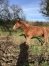 Pouliniere-plus-foal-2024-et-foal-2025-2